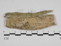 絲皮菌屬藏品圖，第1張