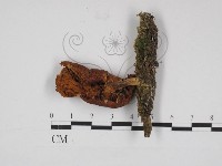 登錄號:F0030977藏品圖，第1張