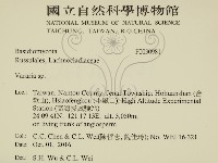 叉絲革菌屬藏品圖，第2張