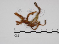 登錄號:F0030982藏品圖，第1張