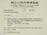 乳菇屬藏品圖，第2張