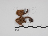 乳菇屬藏品圖，第1張