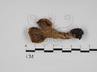 登錄號:F0030990藏品圖，第3張