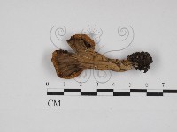 登錄號:F0030990藏品圖，第4張