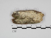 骨皮菌屬藏品圖，第1張