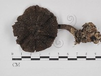 登錄號:F0030998藏品圖，第1張