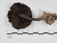 登錄號:F0030998藏品圖，第3張