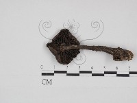 登錄號:F0030999藏品圖，第3張