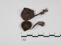 登錄號:F0031000藏品圖，第1張