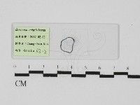 登錄號:F0031003藏品圖，第3張