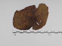 登錄號:F0031006藏品圖，第1張