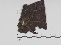 登錄號:F0031010藏品圖，第1張