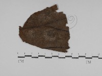 登錄號:F0031013藏品圖，第4張