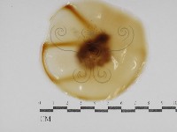 登錄號:F0031026藏品圖，第1張