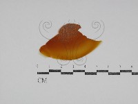 登錄號:F0031030藏品圖，第1張