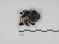 登錄號:F0031037藏品圖，第1張