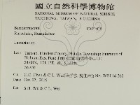 乳菇屬藏品圖，第2張