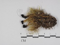 登錄號:F0031039藏品圖，第1張