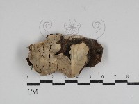 登錄號:F0031041藏品圖，第1張