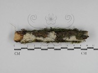 登錄號:F0031042藏品圖，第1張