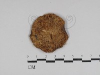 紅菇屬藏品圖，第3張