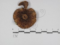 鵝膏屬藏品圖，第3張