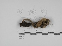 登錄號:F0031049藏品圖，第1張