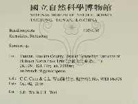 韌革菌屬藏品圖，第2張