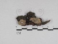 韌革菌屬藏品圖，第1張