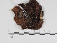 登錄號:F0031052藏品圖，第1張