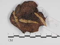 登錄號:F0031052藏品圖，第3張