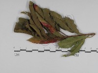 登錄號:F0031053藏品圖，第1張