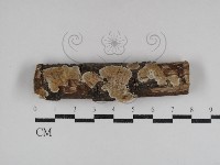 登錄號:F0031054藏品圖，第1張