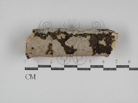 刺皮菌屬藏品圖，第1張