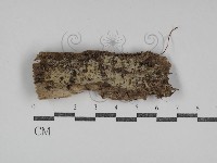 登錄號:F0031062藏品圖，第1張