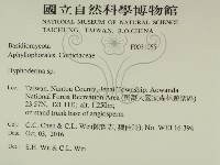 絲皮菌屬藏品圖，第2張