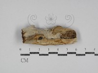 絲皮菌屬藏品圖，第1張