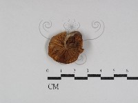 登錄號:F0031067藏品圖，第1張