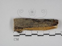 登錄號:F0031075藏品圖，第1張