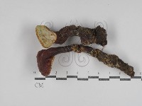 登錄號:F0031078藏品圖，第1張