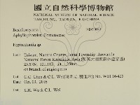 絲齒菌屬藏品圖，第2張