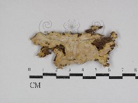 登錄號:F0031080藏品圖，第1張