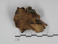 登錄號:F0031083藏品圖，第1張