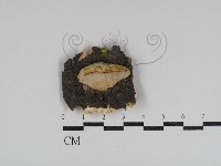 登錄號:F0031084藏品圖，第1張
