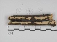 盤革菌屬藏品圖，第1張