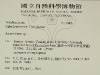 盤革菌屬藏品圖，第2張