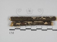 盤革菌屬藏品圖，第1張