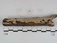 筍殼菌屬藏品圖，第1張