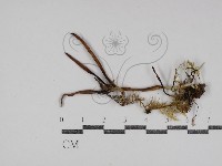 登錄號:F0031089藏品圖，第1張