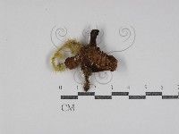 登錄號:F0031090藏品圖，第1張